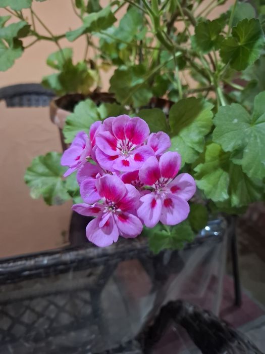 Пеларгония.        .