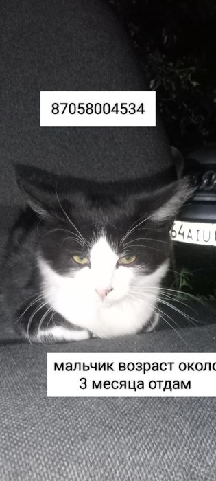 Отдам милых котят