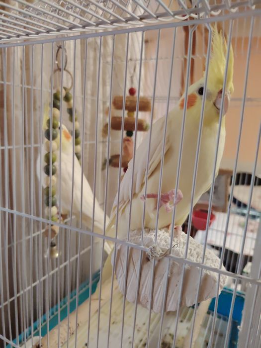Pereche Nimfe Superbe