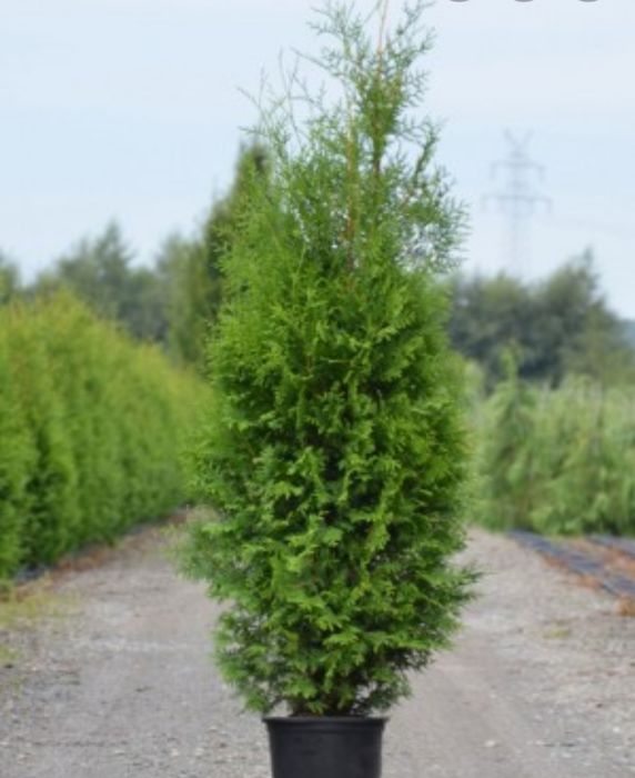 Catalpa, glob pe tija, cedru pendular, mesteacăn alb decorativ,