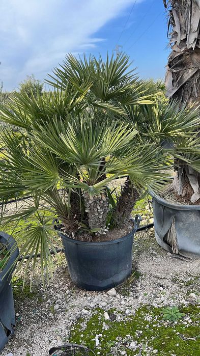 Palmieri rezistenti iarna