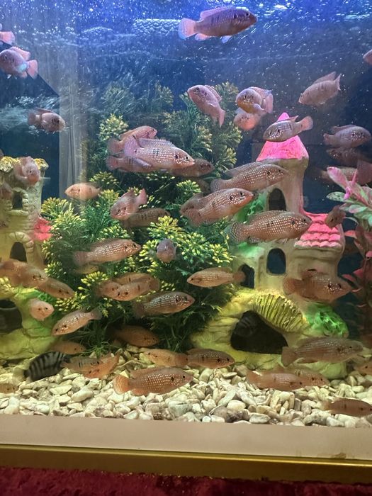 Mirniy baliqlar sotiladi