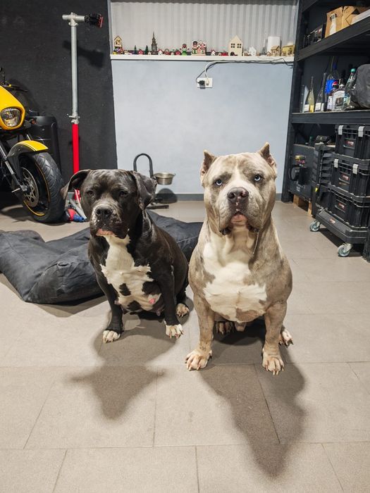 American Bully XL