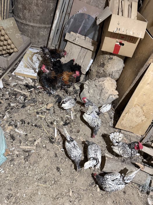 Сибраит и кудрявий