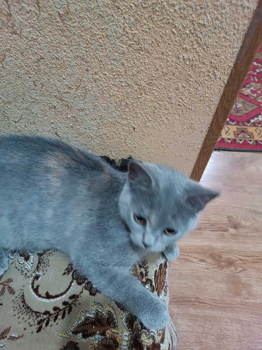 Вислоухие котята