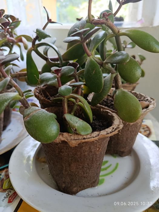 Отростки денежного дерева