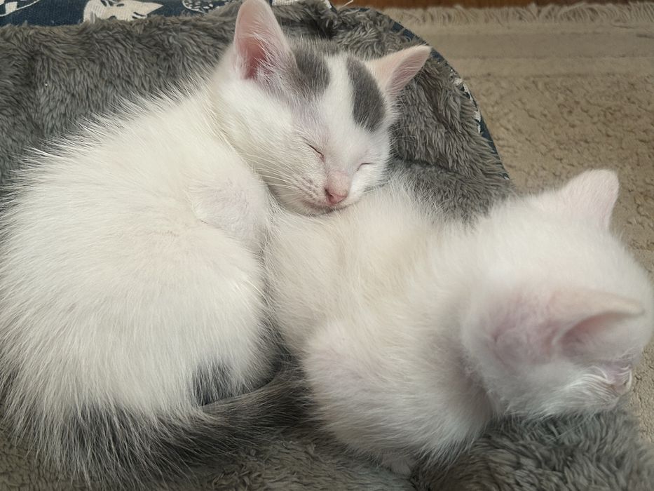 Отдам котёнка в добрые руки
