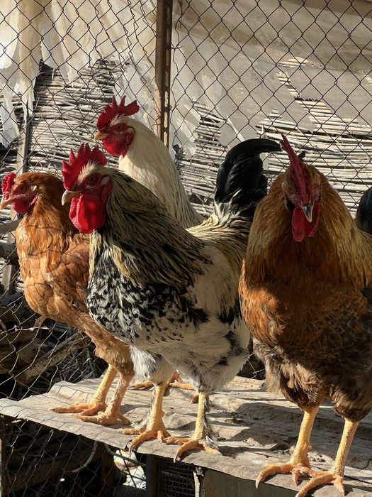 Петухи 17 штук.