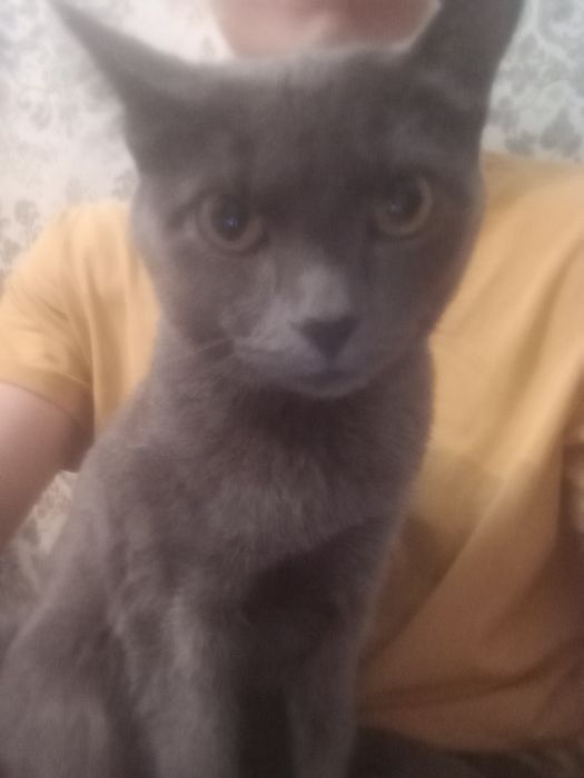 Мысық тегін бесплатно