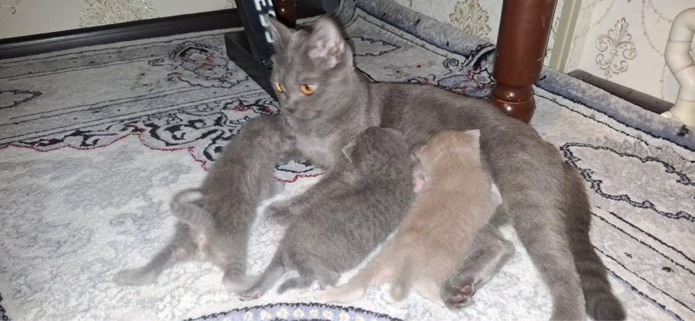 Она бола мушук лар сотилади