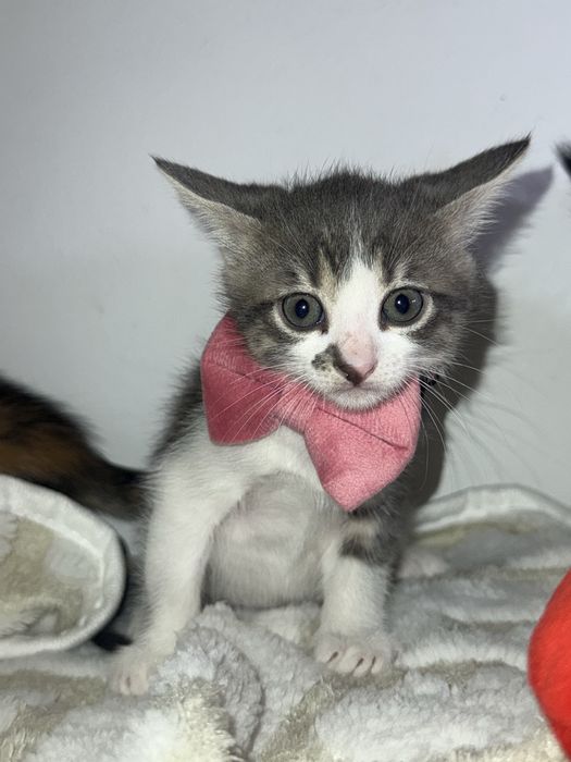 Am 5 puiuți pentru adopție!