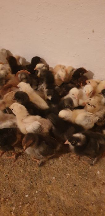 Jaydari jo'jalar bor ,bemalol ochilvotti