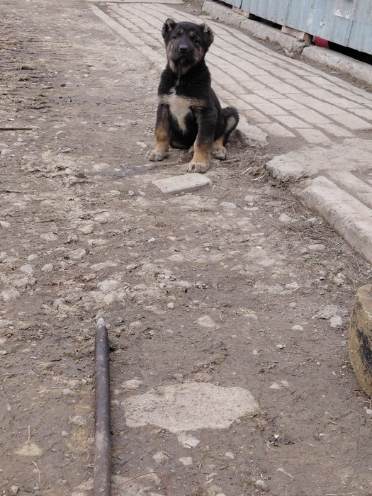 Срочна продам щенку алабай