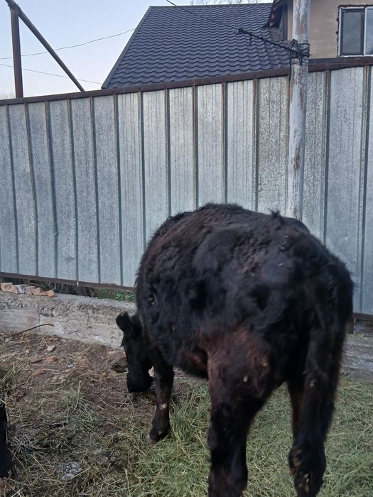 Телочка Ангус/Құнажын Ангус