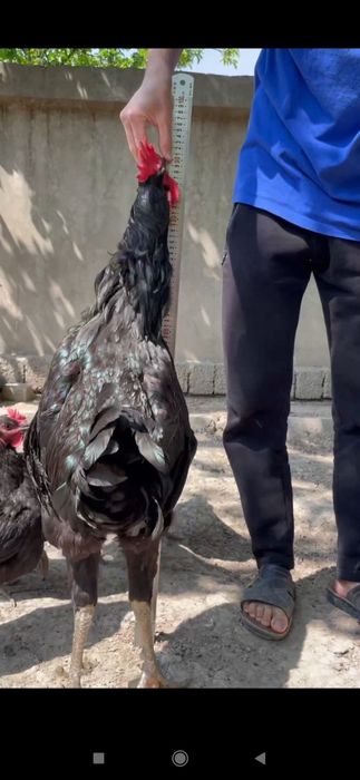 Shu ota onasi hozir bolalar huddi shunaqa balandlida