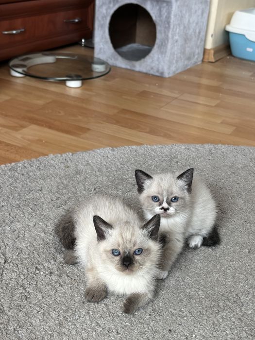 търсят си нов дом