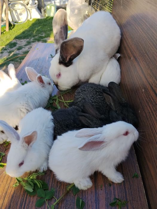 Pui de iepure urias de transilvania