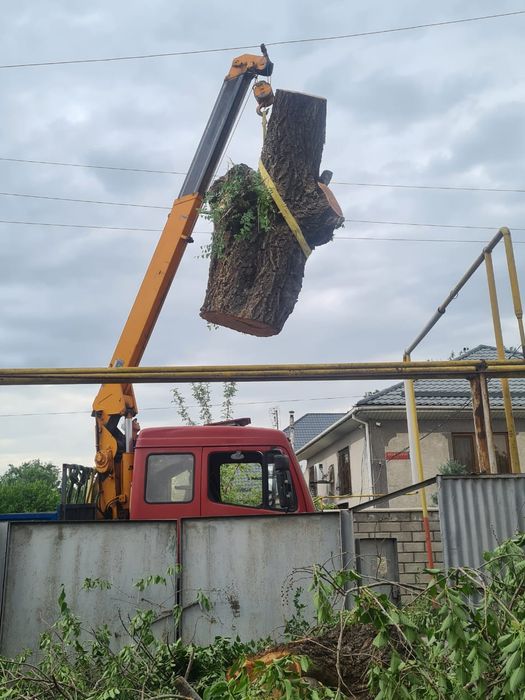 Спил деревевь и обрезка, Агаш кесемиз
