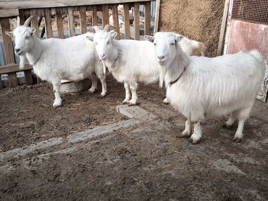 Оптом орыс ешкилер сатылады