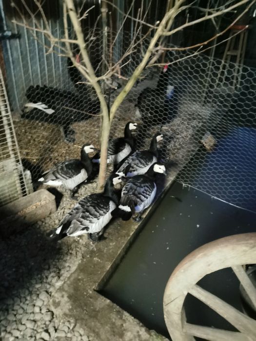 Gâște călugăr.. Schimb