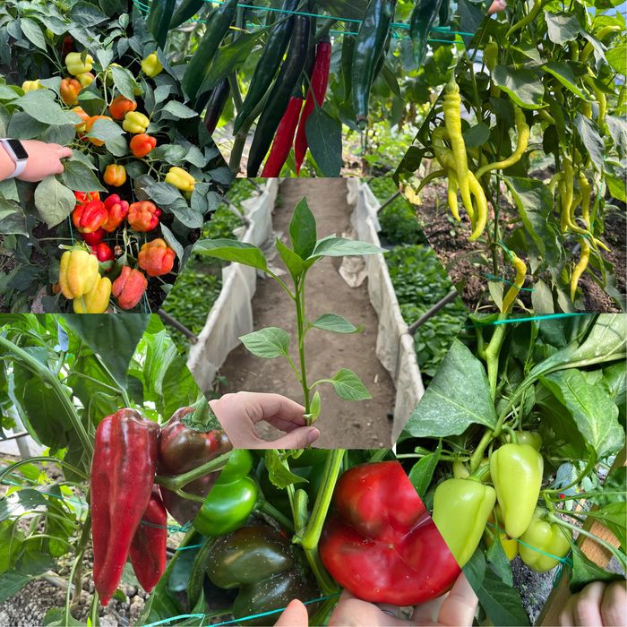 Rasad legume de vanzare! Calitate garantata! Direct de la producator