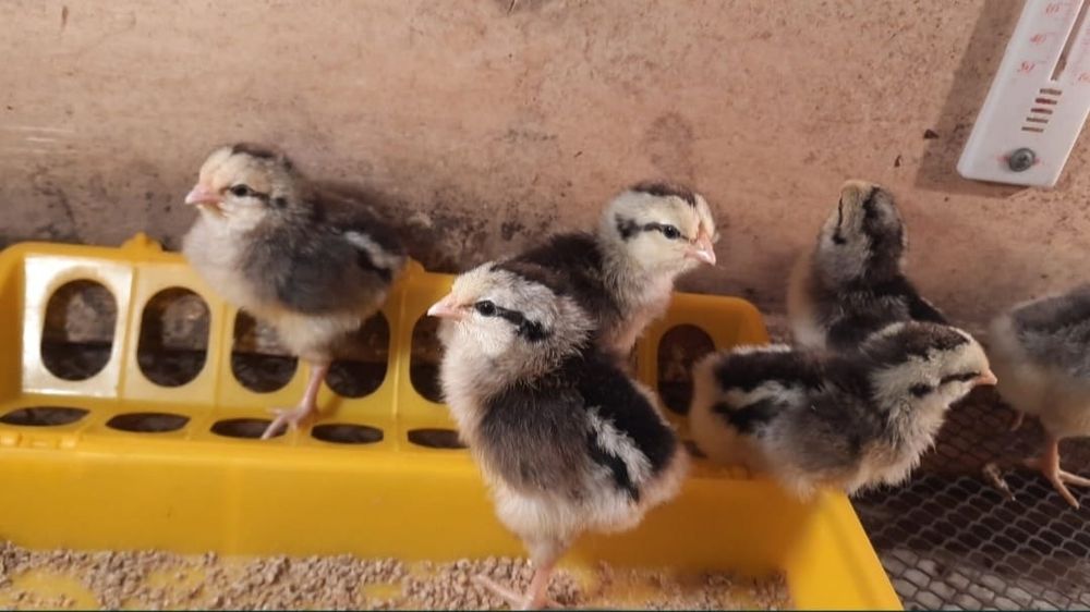 Цыплята, птицы, куры