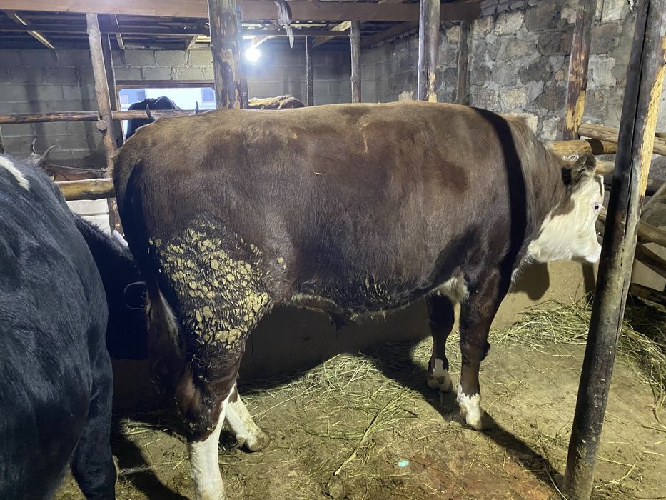 Бычки откормленные