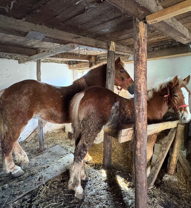 Mânz de 6 luni din cai buni