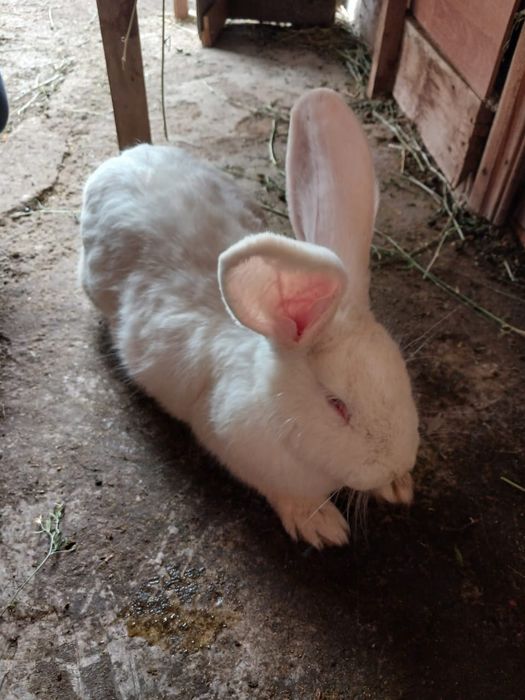 Продам кроликов срочно
