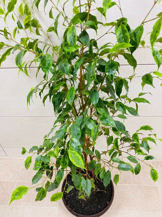 Продам фикус 110 см