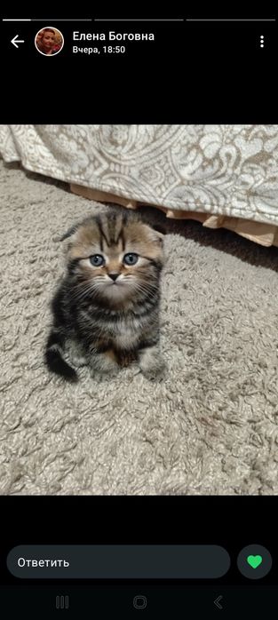 Продвм  шотландских  котят