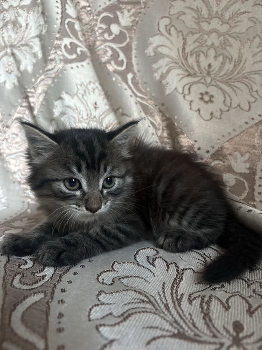 Котенок мальчик