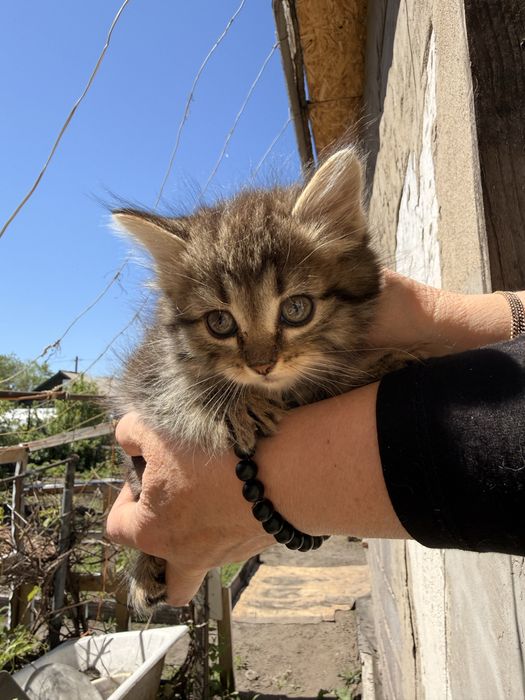 Отдам котят девочки