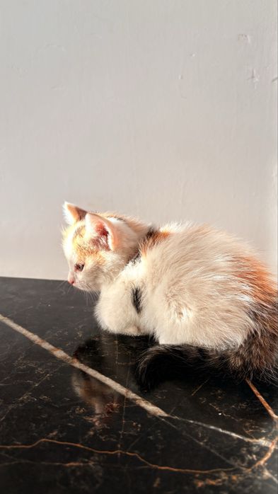 Отдам котят-девочек в добрые руки