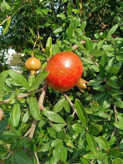 Нар Punica granatum