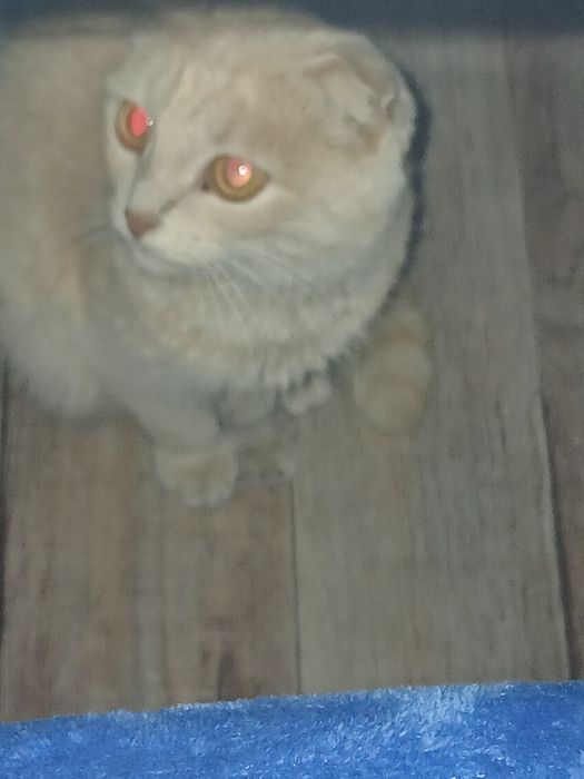 Отдам в хорошие руки