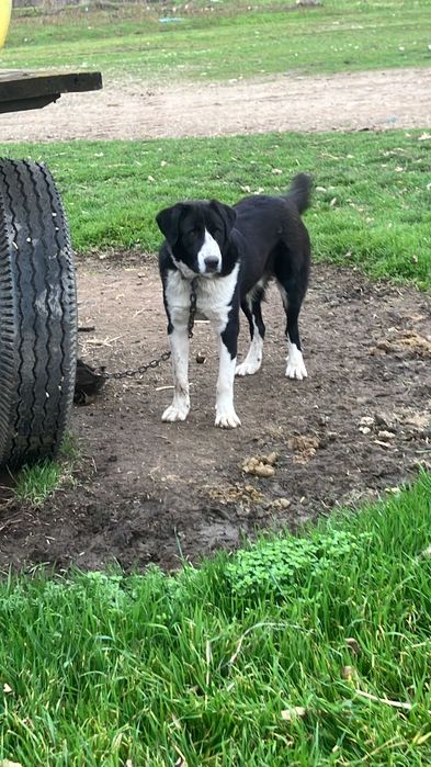 mascul metis corb/asia centrala 12 luni