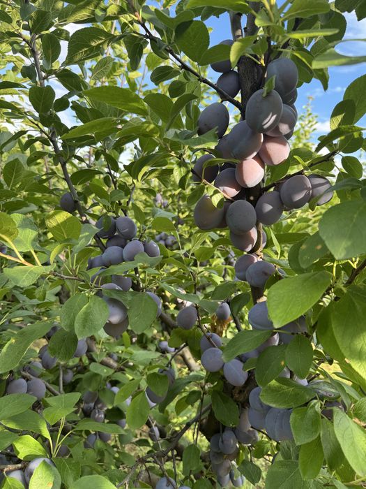 Vand prune centenar