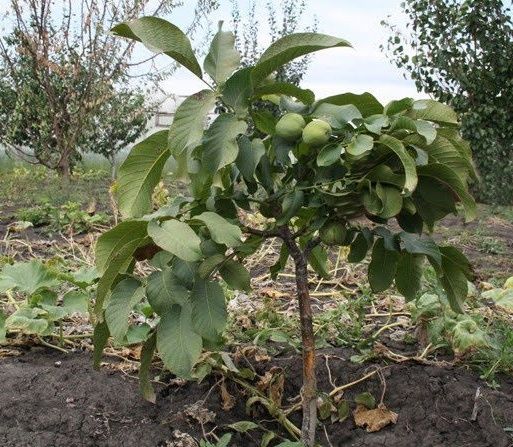 Йонґок кучатлар сотилад