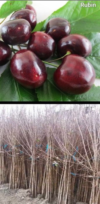 Pruni-pomi fructiferi