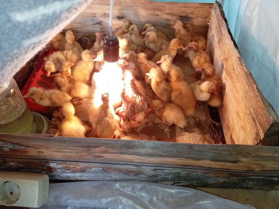 Продам утята бролерные С. Т