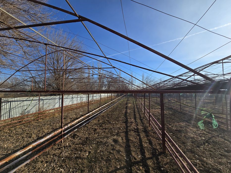 Теплица дмитровта