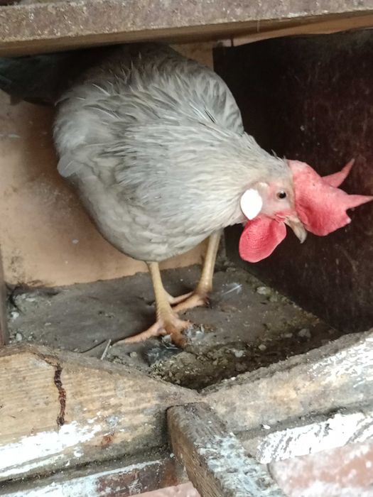 Продавам следните птици..