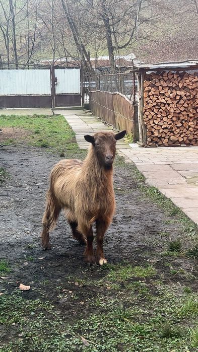 Capră vătuie tânără