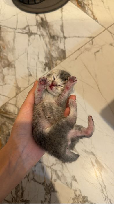 Бронь на скотиш фолд