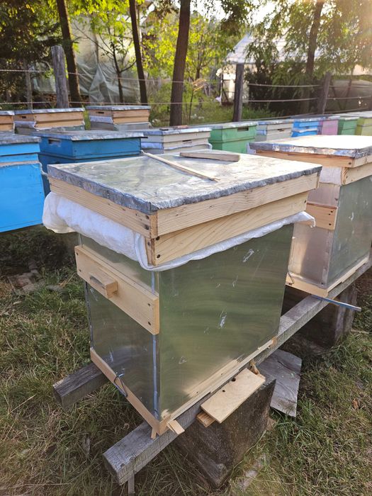 Stupi cu familii de albine din rasa carpatina