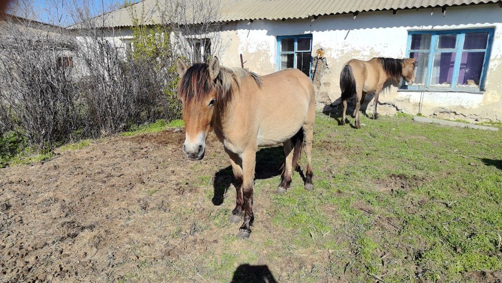 Биелер-кобылки !