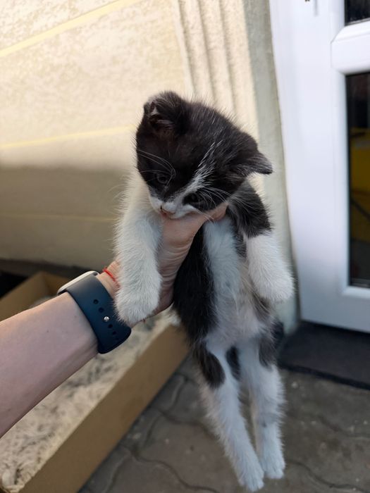 Отдам котят в хорошие руки