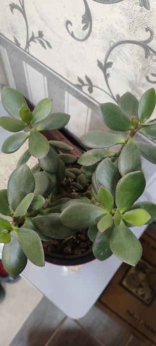 Домашний Цветок толстяка