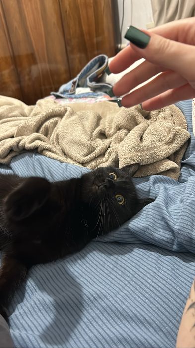 Отдам в добрые любящие руки домашнюю кошку